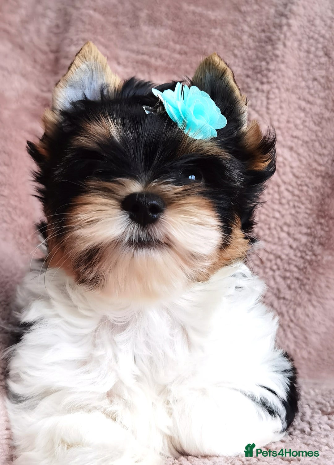 Yorkshire Terrier dogs for sale: Very Beautiful puppies, pure yorkshire terriers  - Advert 5