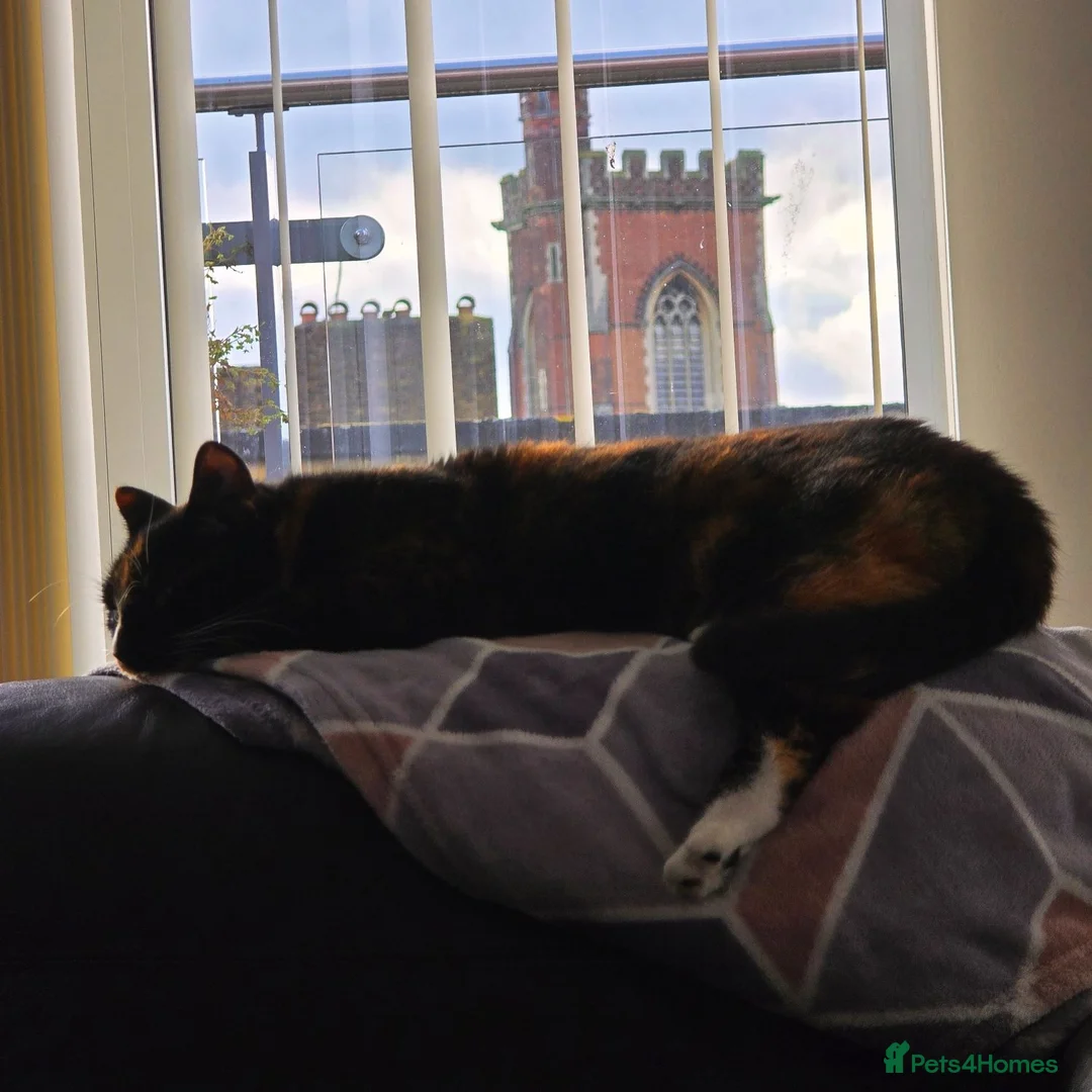 Mixed Breed cats for sale: Beautiful Calico needs a new home - Advert 2