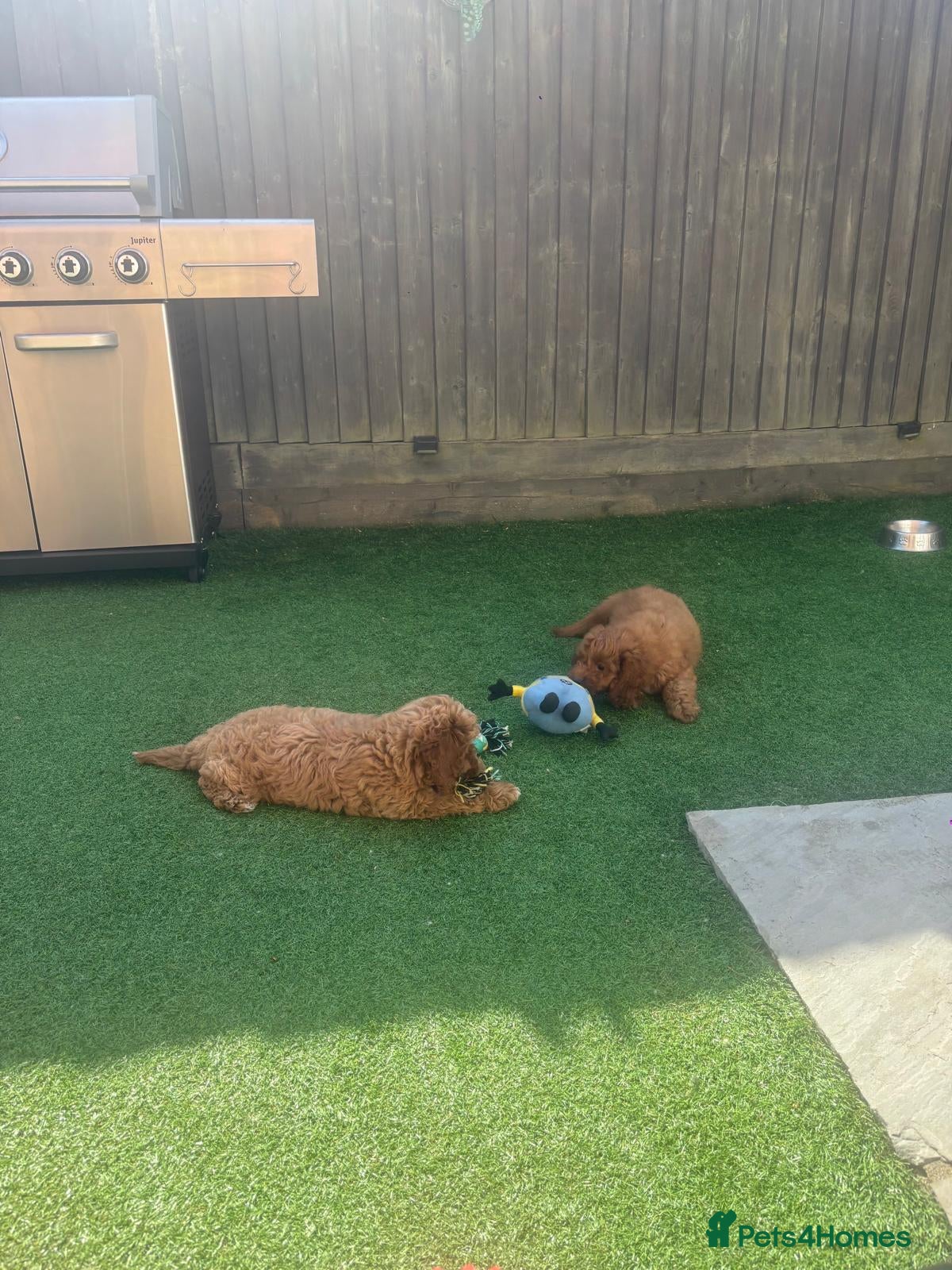 Cavapoo dogs ❤️ Health tested F1B cavapoo ❤️ - Advert 2