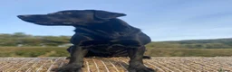 Labrador Retriever dogs for sale: KC registered Black Labrador Pups  in Scarborough - Advert 3