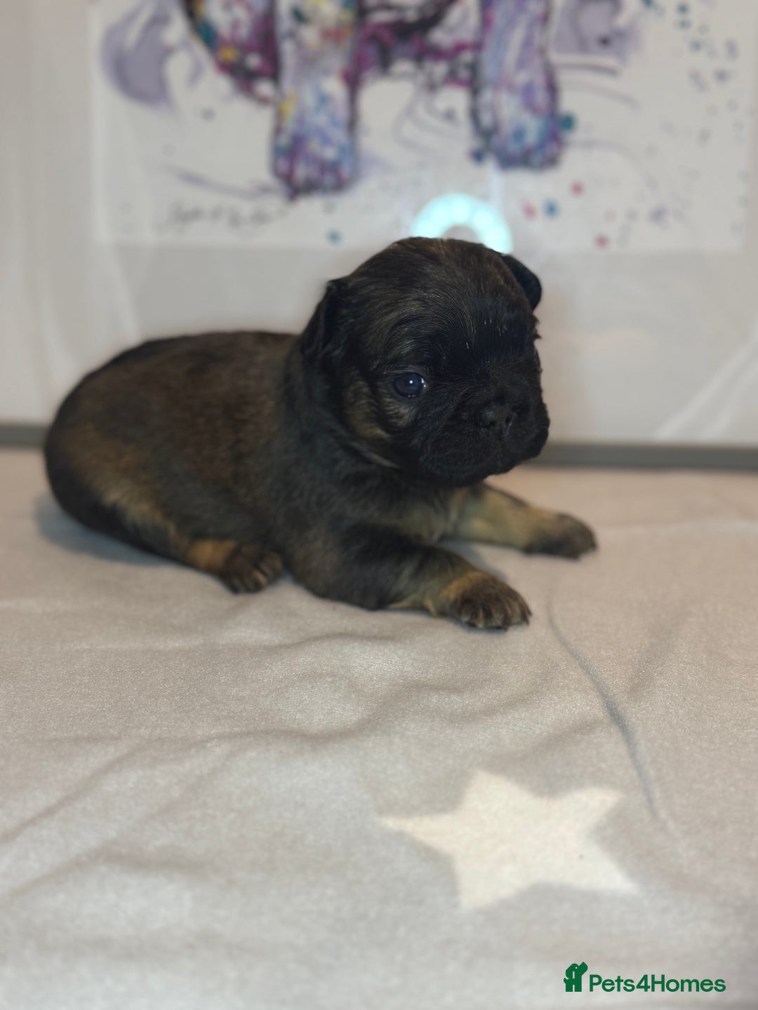French Bulldog dogs for sale: Fluffy French Bulldog Puppies - Advert 5