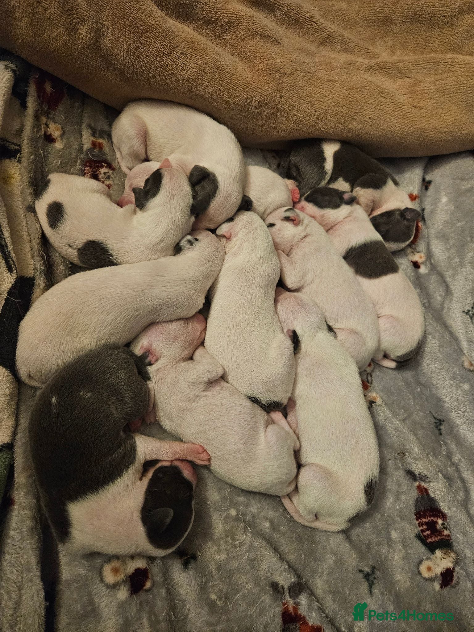 Mixed Breed dogs Whippet/ blue staffy puppies  - Advert 22