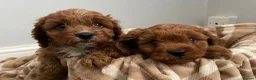 Cavapoo dogs for sale: ⭐️fully health clear stunning cavapoos⭐️ in Staines - Advert 4