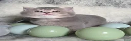British Shorthair cats for sale: Golden Registered British shorthair kittens  - Advert 19