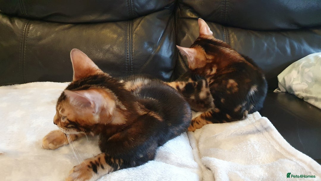 Bengal cats for sale: Pedigree Bengal Kittens - Advert 6