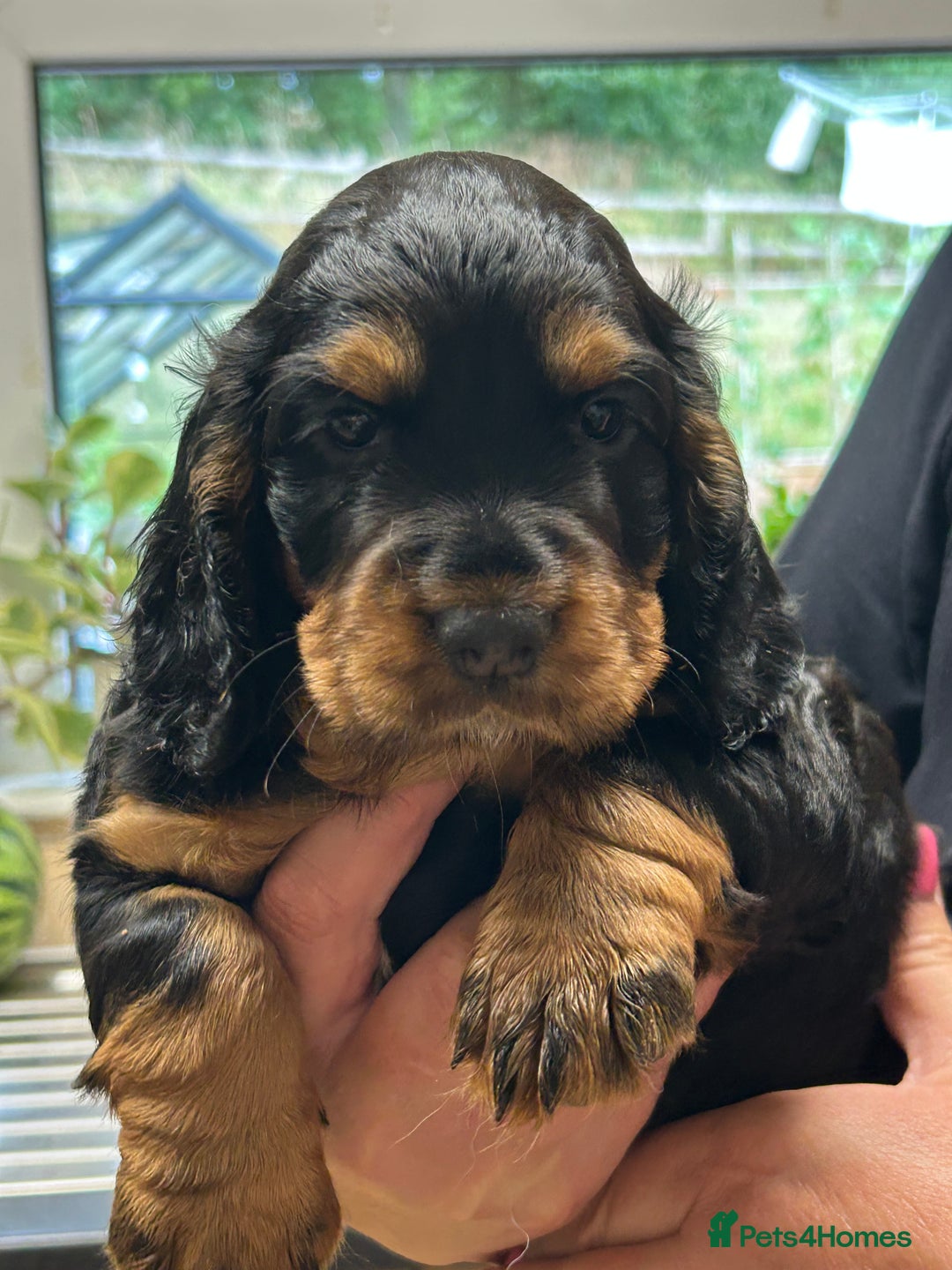 Cocker Spaniel dogs for sale: Working Cocker Spaniels  - Image 2
