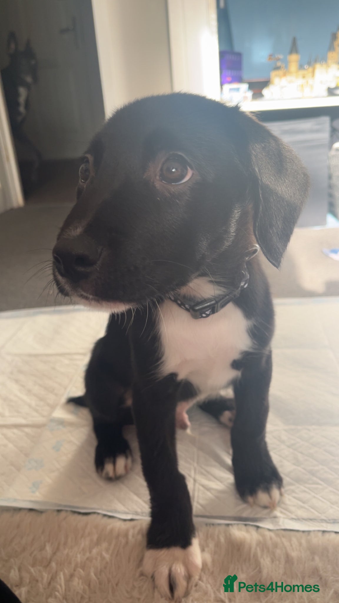 Mixed Breed dogs 2 month boy puppy  - Advert 7
