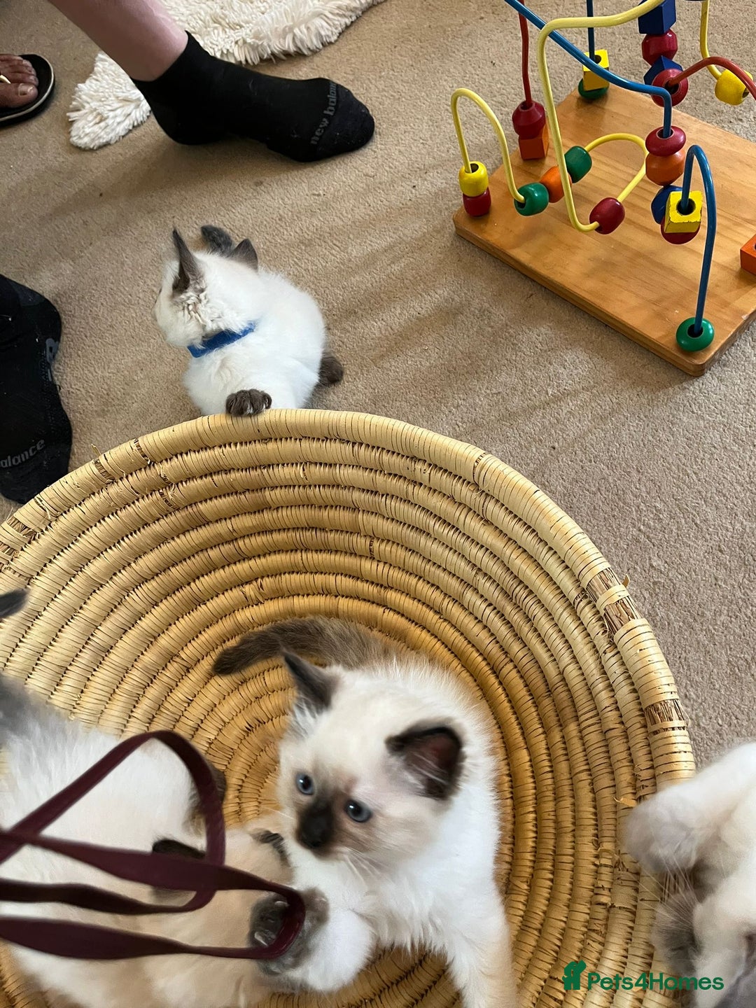 Ragdoll cats for sale: Quick sale - Image 11