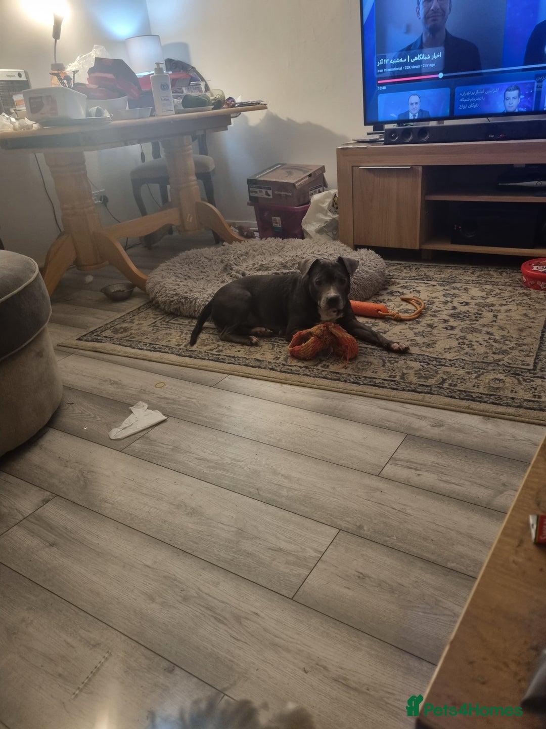 Staffordshire Bull Terrier dogs for sale: Blue Staffordshire bull terrier.  - Image 3