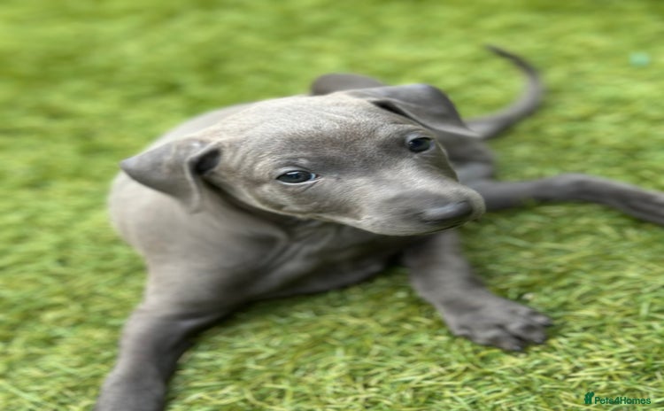 Italian Greyhound dogs - Advert 7