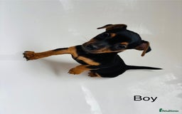 Jack Russell dogs for sale: Jack Russell Puppies for sale  - Image 6