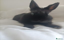 Netherland Dwarf rabbits for sale: Coco- Purebred Netherland dwarf rabbit - Image 3