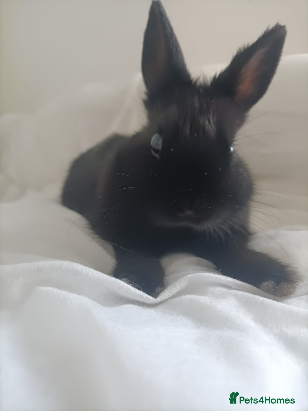 Netherland Dwarf rabbits for sale: Coco- Purebred Netherland dwarf rabbit - Image 3