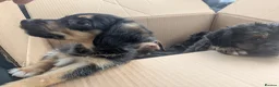 Mixed Breed dogs for sale: 4 adorable mixed breed pups for sale 3 girls 1boy - Advert 14