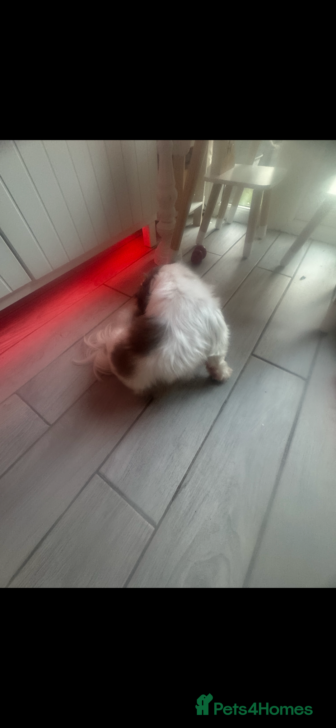 Shih Tzu dogs for sale: Shih Tzu female 1 and a half  - Advert 3