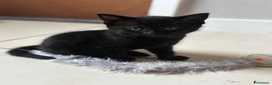 Domestic Shorthair 3