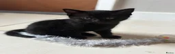 Domestic Shorthair cats for sale: Kittens 8weeks old ready to leave now - Advert 4