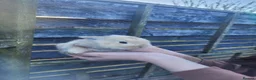Mixed Breed rabbits for sale: Standard Rex x Californian Rabbits in Peterhead - Advert 4