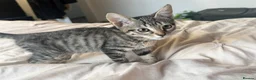 Mixed Breed cats for sale: Kitten - Advert 4