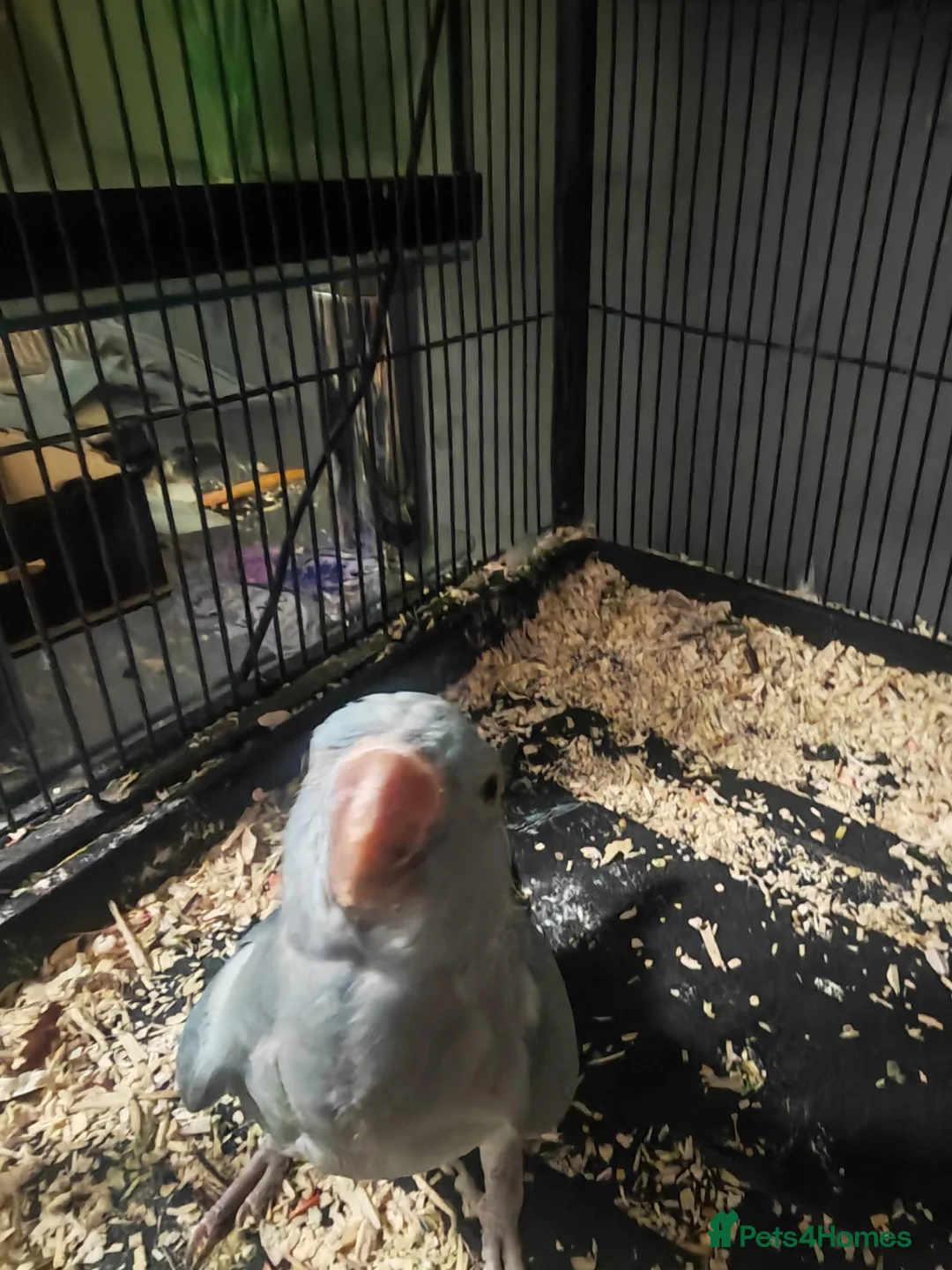 Ringnecks birds for sale: Blue ring neck for sale  in Bridgend - Advert 6