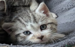 Mixed Breed cats for sale: Three Fluffy Tigers  - Image 10