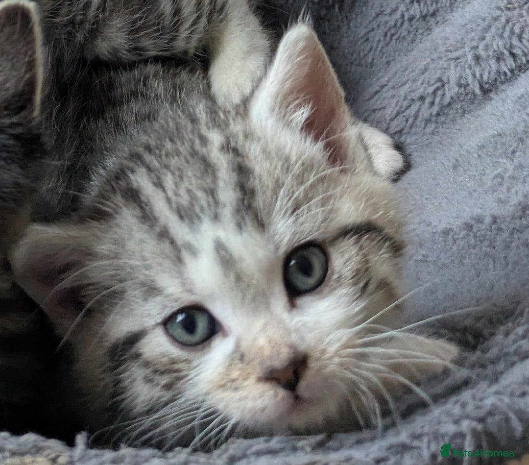 Mixed Breed cats for sale: Three Fluffy Tigers  - Image 10