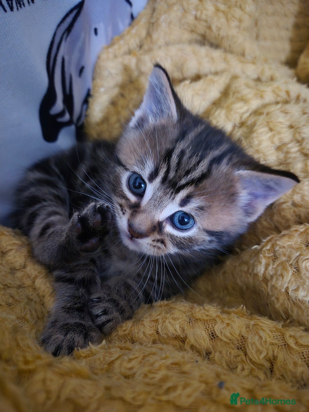 Maine Coon cats for sale: Maine coon x for sale - Advert 4