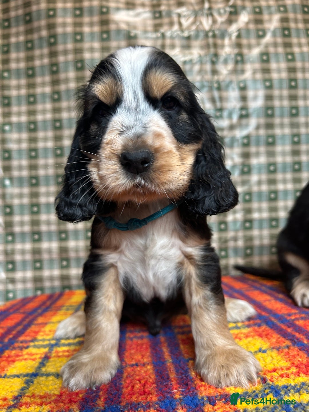 Cocker Spaniel dogs for sale: KC show type cocker spaniel  - READY NOW - Image 12