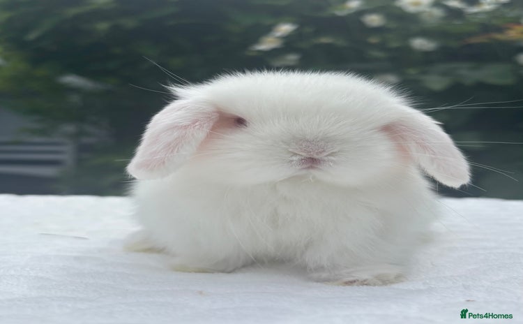 Mini Lop rabbits - Advert 9