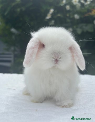 Mini Lop rabbits - Advert 15