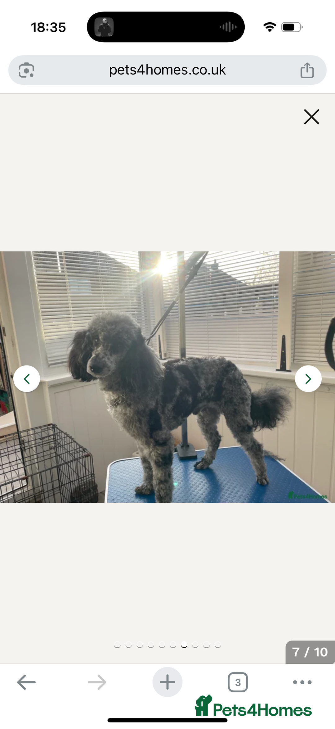 Cockapoo dogs for sale: Gorgeous F1 cockapoo puppies  - Advert 15