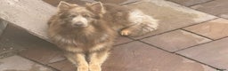 German Shepherd dogs for sale: Long Haired Health Tested German Shepherd Pups  - Advert 3