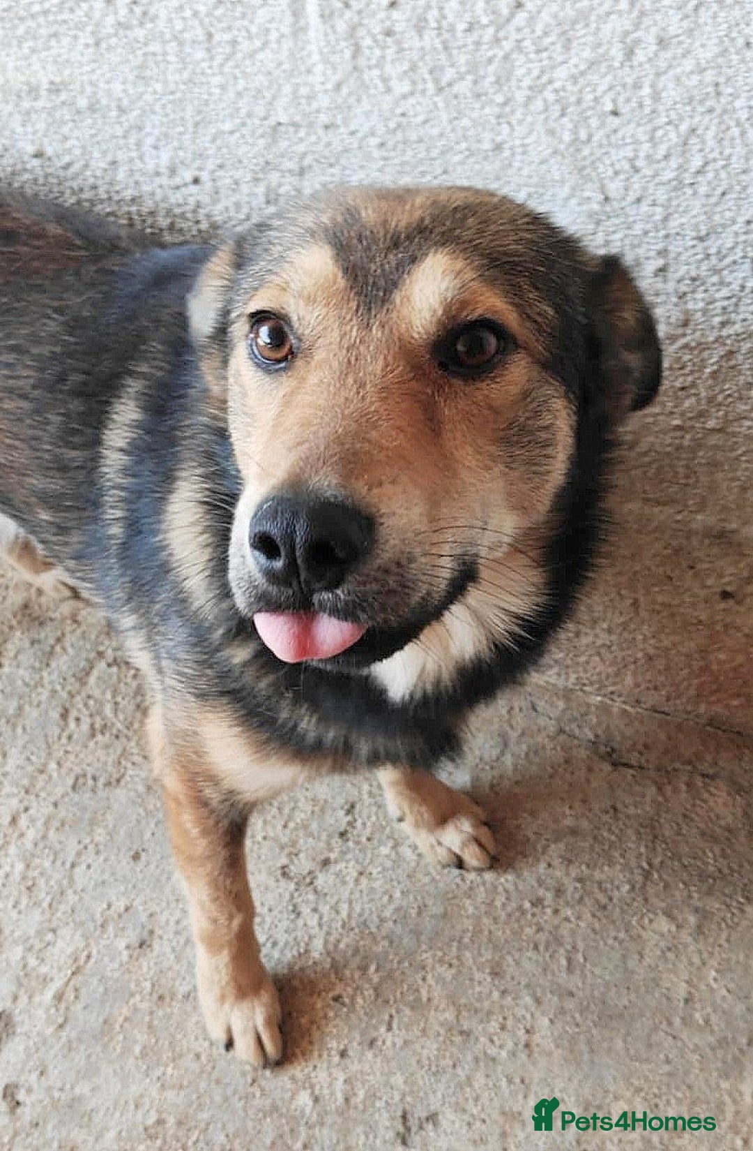 Mixed Breed dogs for adoption: Mookie 🐾✨ A Little Lion with the Softest Heart - Advert 2