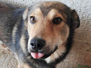 Mixed Breed dogs Mookie 🐾✨ A Little Lion with the Softest Heart - Advert 1