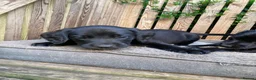 Springador dogs for sale: Springador Puppies - Advert 1