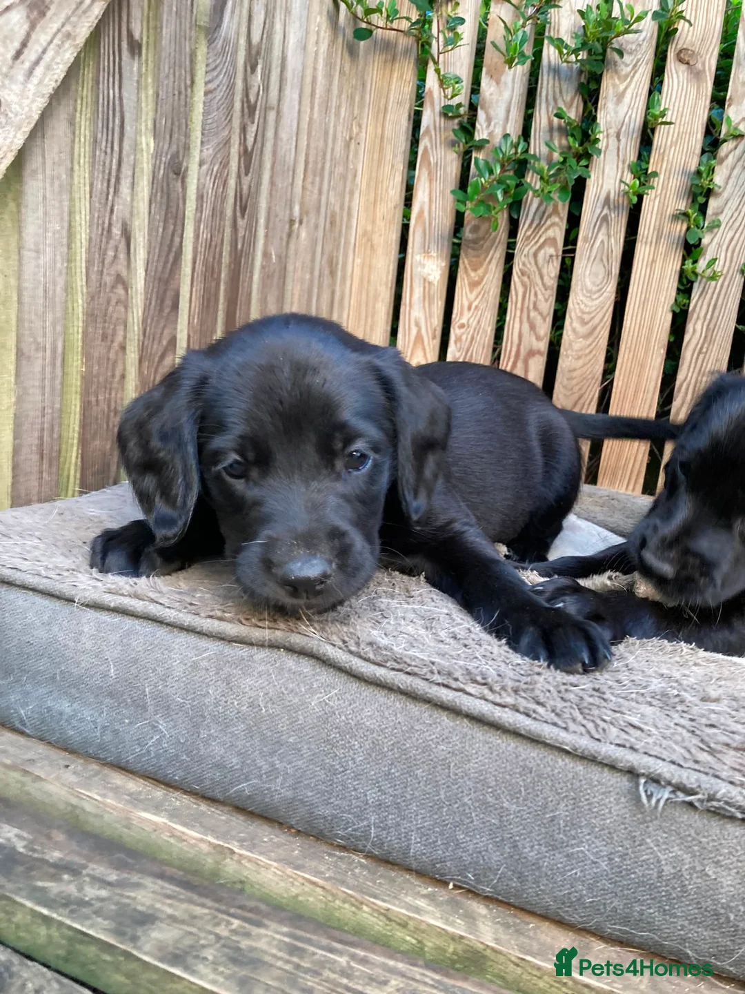 Springador dogs for sale: Springador Puppies - Advert 1