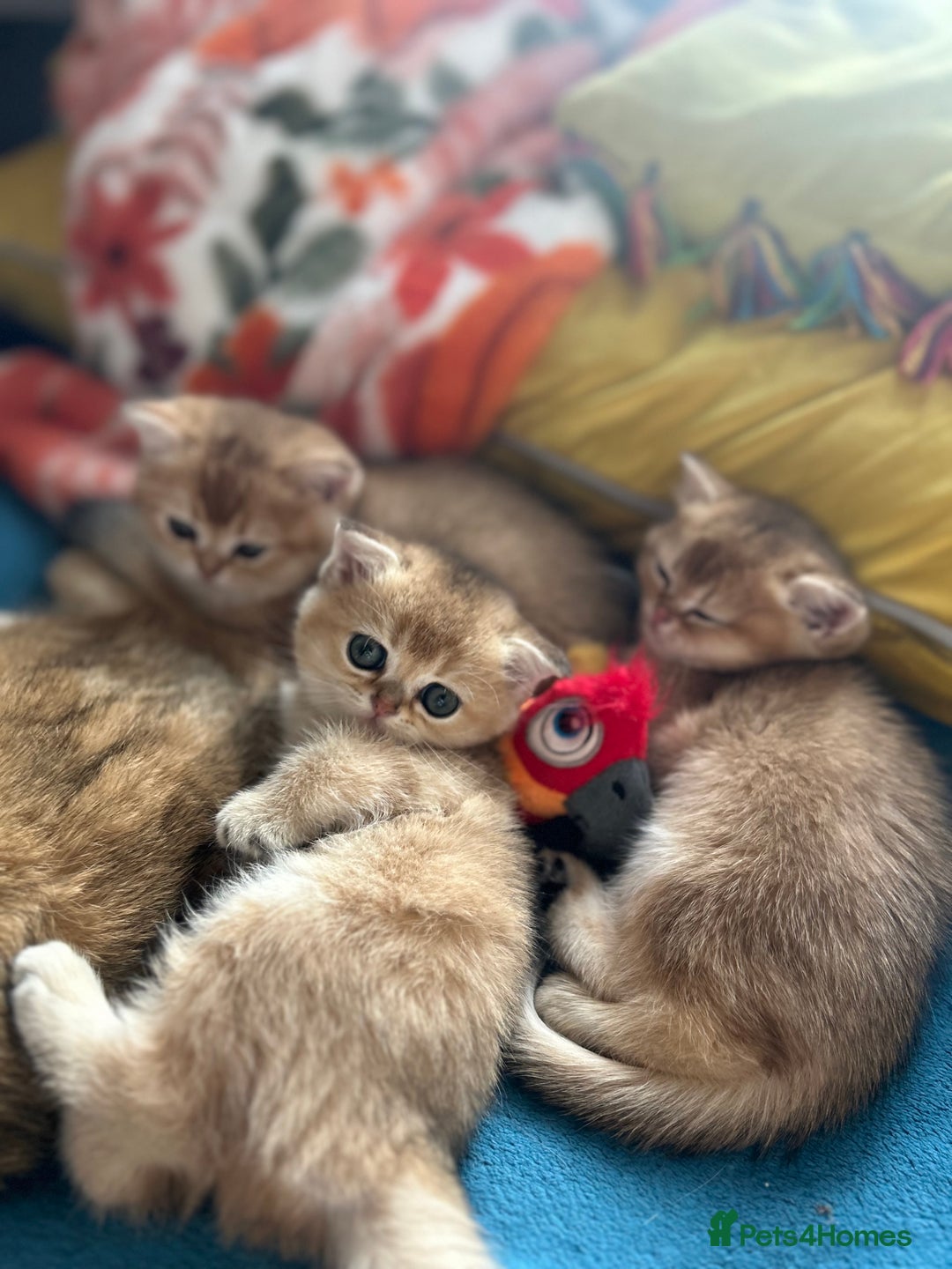 Scottish Fold cats for sale: Gold chinchilla baby’s available  - Advert 34
