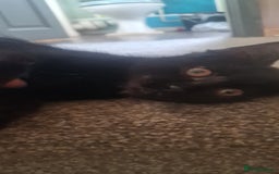 Mixed Breed cats for sale: Cute boy kittens ready now - Image 11