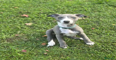Whippet dogs - Advert 6