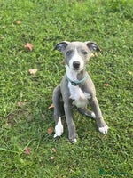 Whippet dogs - Advert 6