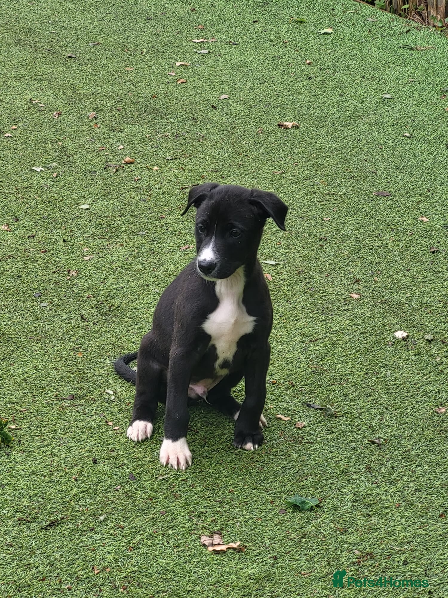 Lurcher dogs Lurcher pups male white black spots  - Advert 2