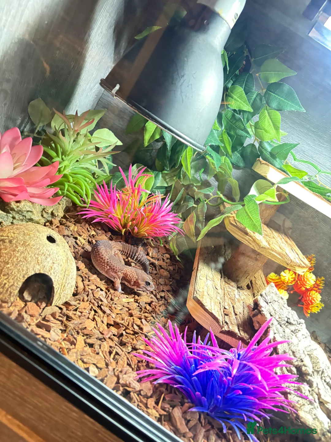 Gecko reptiles for sale: Two African fat tail gecko with set up  in Birmingham - Advert 5