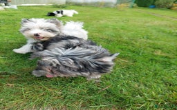Yorkshire Terrier dogs for sale: Rare Colourful Pedigree Yorkies Certified Breeder - Image 20