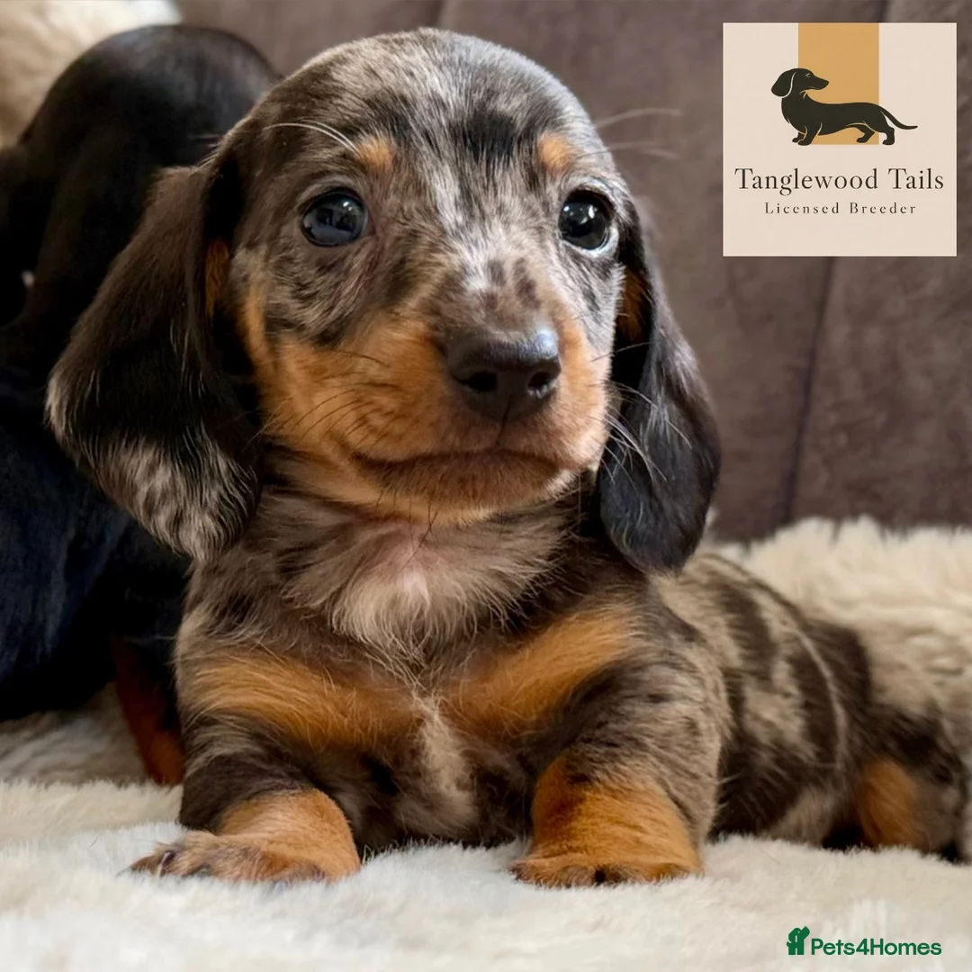 Miniature Dachshund dogs for sale: Mini Dachshund Pups Available LICENSED BREEDER - Advert 6