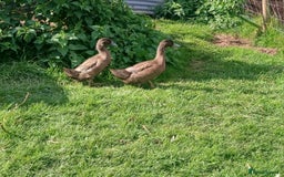 Ducks poultry for sale: Various ducks - Image 2