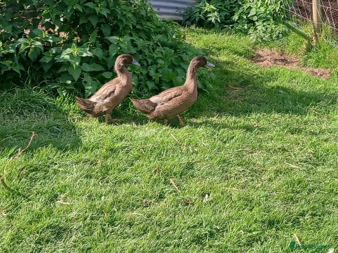 Ducks poultry for sale: Various ducks - Image 2