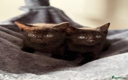 Russian Blue cats for sale: Russian Black - Image 2