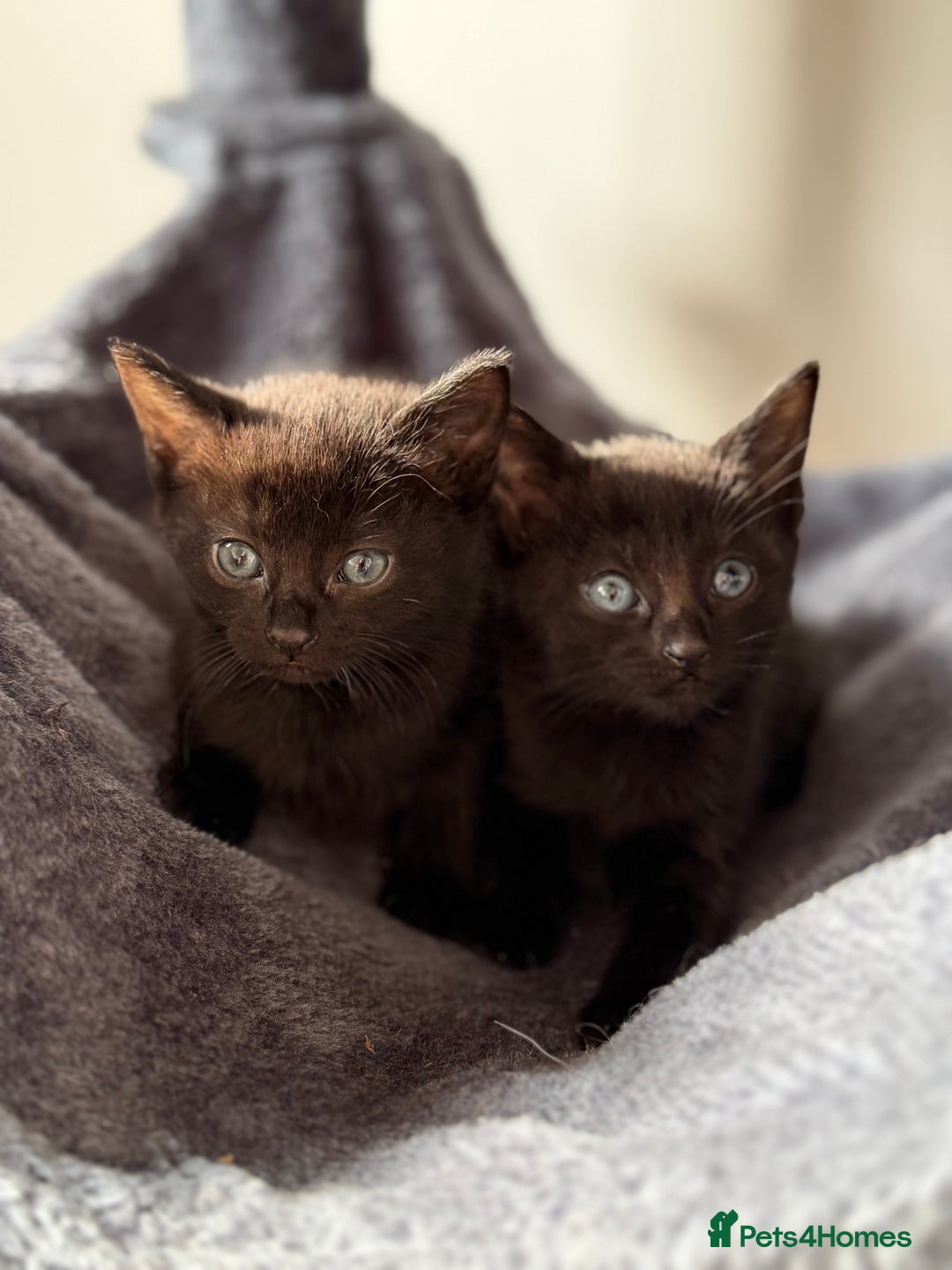 Russian Blue cats for sale: Russian Black - Image 2