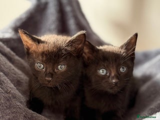 Russian Blue cats Elegant Russian Blue mixed breed Kittens - Advert 2