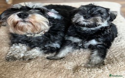 Miniature Schnauzer dogs for sale:  kc/Bva eye tested clear vet checked & certificate - Advert 2